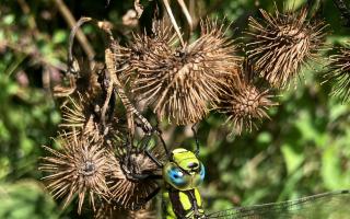 STUNNING: The dragonfly by the River Salwarpe near Droitwich