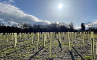 Worcestershire County Council, which has reduced its greenhouse emissions by 45 per cent, has planted 50,000 new trees, with additional plans to plant 150,000 more
