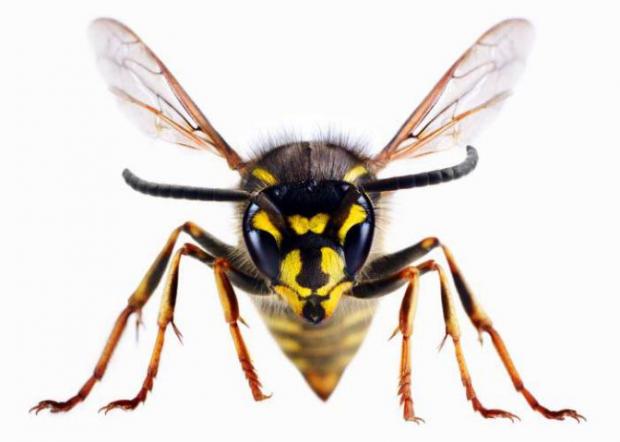 Bromsgrove Advertiser: A wasp